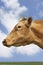 Closeup Side View Of Brown Cow Against Sky