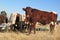 A closeup side view of a brown and white cow with its neck turned facing the camera, grazing in a dull winter`s grass field