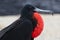 Closeup side view of a Frigatebird with black plumage, a long beak, red mark, and a blur background