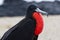 Closeup side view of a Frigatebird with black plumage, long bill, red mark and a blur background