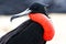 Closeup side view of a Frigatebird with black plumage, red mark, and a blur background looking back