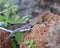 Closeup side view of a lava lizard perched on a rock at Academy Bay, Santa Cruz Island, Galapagos, Ecuador.