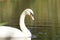 Closeup of side view swan floating on rippled lake