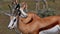 Closeup side view of two springbok antelopes standing close together on meadow in Etosha National Park, Namibia.