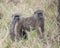 Closeup sideview of adult baboon with a second baboon behind grooming bottom