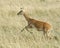 Closeup sideview adult Grant`s Gazelle running through grass