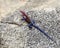 Closeup sideview of Agama lizard on rock