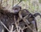 Closeup sideview of a baby baboon riding mother`s back through tall grass
