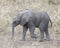 Closeup sideview of a baby elephant walking on dirt path