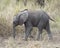 Closeup sideview of a baby elephant walking on dirt path