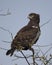 Closeup sideview of a Black-chested Harrier eagle sitting at the top of a tree with blue sky background