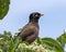 Closeup sideview of a common myna perched in the top of a small tree on the island of Maui in the state of Hawaii.