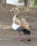 Closeup sideview of Egyptian Goose walking in dirt