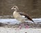 Closeup sideview of Egyptian Goose walking in dirt