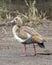 Closeup sideview of Egyptian Goose walking in dirt