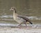 Closeup sideview of Egyptian Goose walking in dirt