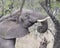 Closeup sideview of an elephant with tusks feeding on a tree