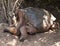 Closeup sideview of giant Galapagos Tortoise resting on the ground