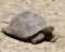 Closeup sideview of giant Galapagos Tortoise walking