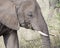 Closeup sideview of the head of an adult elephant with tusks feeding on tall grass