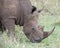 Closeup sideview of the head of a White Rhino standing eating grass