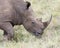 Closeup sideview of the head of a White Rhino standing eating grass