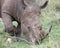 Closeup sideview of the head of a White Rhino walking eating grass