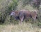 Closeup sideview of a large Eland standing in bushes and grass looking ahead