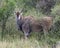 Closeup sideview of a large Eland standing in bushes and grass looking directly at you