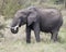 Closeup sideview of a large elephant with tusks eating a bush