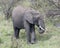 Closeup sideview of a large elephant with tusks eating grass