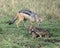 Closeup sideview of a mother black-backed jackal approaching her cubs who are fighting