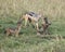 Closeup sideview of a mother black-backed jackal pulling fighting cubs apart