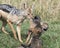 Closeup sideview of a mother black-backed jackal pulling fighting cubs apart