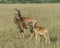 Closeup sideview mother Topi and calf standing in grass with head raised looking toward camera