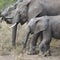 Closeup sideview of a mother and young elephant walking