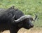 Closeup sideview of one Cape Buffalo with three small bird on his back