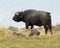 Closeup sideview of one Cape Buffalo on top of a hill