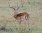 Closeup sideview of one male impala with large antlers standing in grass with head raised