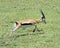 Closeup sideview of one male Thompson Gazelle with antlers running in short green grass