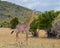 Closeup sideview of one Masai giraffe running through short grass