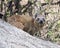 Closeup sideview of Rock Hyrax looking directly at you on a grey rock