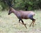 Closeup sideview of a single adult Topi with antlers running in grass