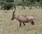 Closeup sideview of a single adult Topi with antlers walking in grass