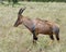 Closeup sideview of a single adult Topi with antlers walking in grass