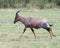 Closeup sideview of a single adult Topi with antlers walking in grass