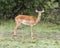 Closeup sideview of a single female impala standing in green grass