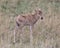 Closeup sideview of a single Topi calf standing in grass