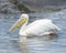 Closeup sideview of a single white pelicans swimming in a water hole with one partially submerged hippo in the background