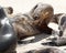 Closeup sideview of a snarling sea lion on a sandy beach